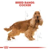 Royal Canin Cocker Spaniel Adult 3kg