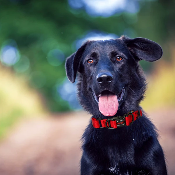 Doco Double DD Nylon Collar Large (2.5 x 45-68cm)