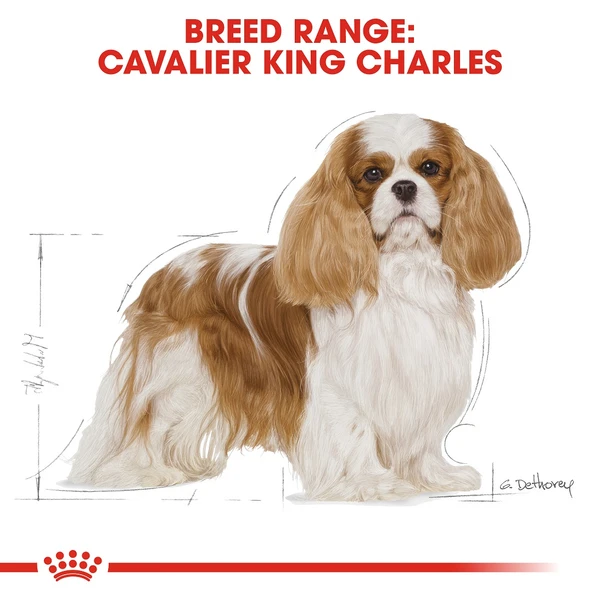 Royal Canin Cavalier King Charles 3 Kg 