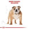 Royal Canin Bulldog Adult 3 kg