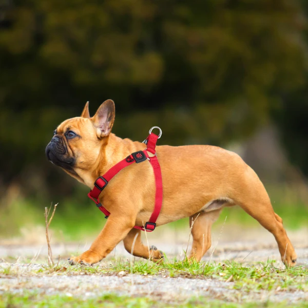 Doco Nylon Harness XS (1.0 x 32-44cm)