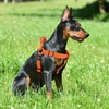 Doco Puffy Mesh Dog Harness Medium (2.5 x 53-77cm)