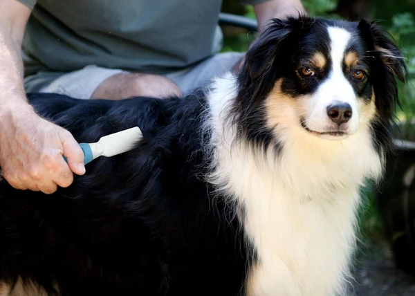 Pet Grooming Detangling Comb for Dogs & Cats – Anti-Knot, Shedding & Hair Care Tool (KD-031)