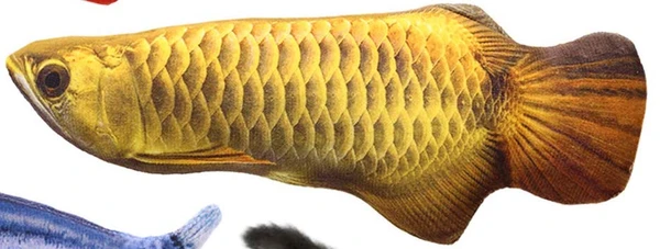 1pc Soft Fish Cat Toy 20cm – Realistic Plush Toy for Cats