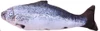 Large Plush Fish Cat Toy 60cm – Realistic Soft Kicker Toy for Cats | Bite, Kick & Play Interactive Pet Toy