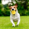 Durable EVA Dog Toy Ball – 7cm Yellow Chew & Training Ball for Medium and Large Dogs (1 pc)