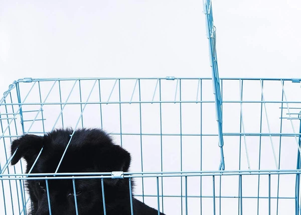 Foldable Metal Dog Cage with Front & Top Door with Removable Tray - Medium 58×42×50cm