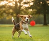 Hard Rubber Dog Toy Ball – Durable Bouncy Ball for Dogs | Chew, Fetch & Training Toy for Dogs (6cm - 1 pc Color Red)