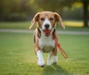 Hard Rubber Dog Toy Ball With Rope (30 CM) – Durable Bouncy Ball for Dogs | Chew, Fetch & Training Toy for Dogs (5.5cm - 1 pc Color Red)