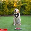 Dog Wedding Tuxedo Bandana with Bow Tie – Adjustable Formal Pet Outfit for Medium & Large Dogs (Size L)