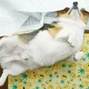 Summer Soft Pet Cooling Gel Pad – Foldable Comfortable Waterproof PVC Nylon Mat for Dogs & Cats (Pattern #1)