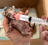 Kitten & Puppy Feeding Nipple Set with Syringes(6 Pieces) – Soft Milk Feeding Nipples for Newborn Pets & Small Animals
