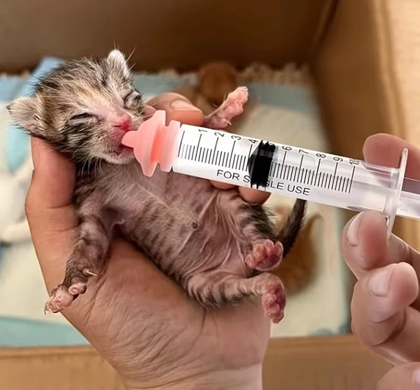 Kitten & Puppy Feeding Nipple Set with Syringes(6 Pieces) – Soft Milk Feeding Nipples for Newborn Pets & Small Animals