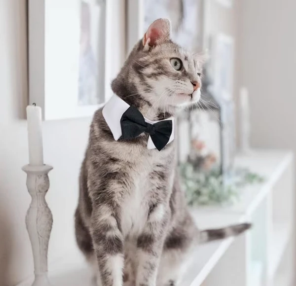 Pet Bow Tie Collar for Dogs & Cats – Adjustable Formal Bowtie Necktie for Small to Medium Pets