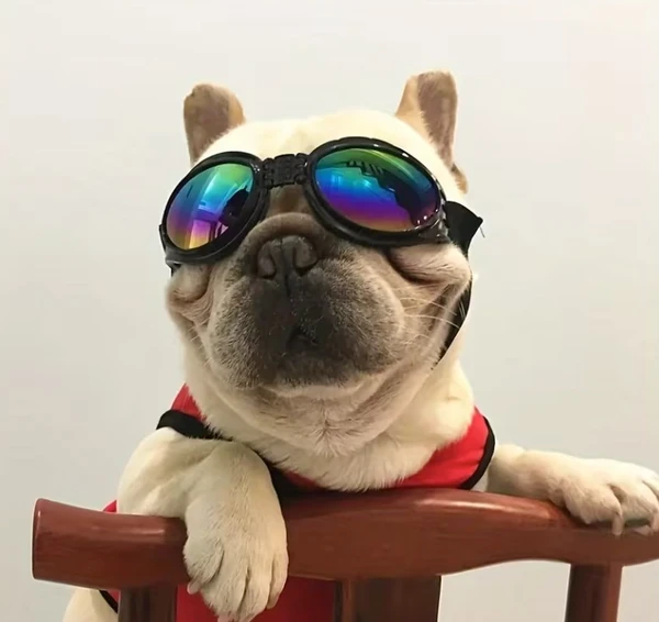 Dog Goggles Sunglasses – One-Size Adjustable UV Protection Eyewear for Small & Medium Dogs