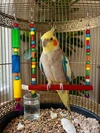 2pcs Bird Set Accessories for Bird Cage (Toy Swing H25 CM, W15 CM-Toy H28 CM)