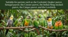 2pcs Natural Wooden Parrot Toy & Perch Set - Hanging Block Toy with Bell (25cm) Height & Natural Wood Branch Perch (22cm) Length for Small & Medium Birds