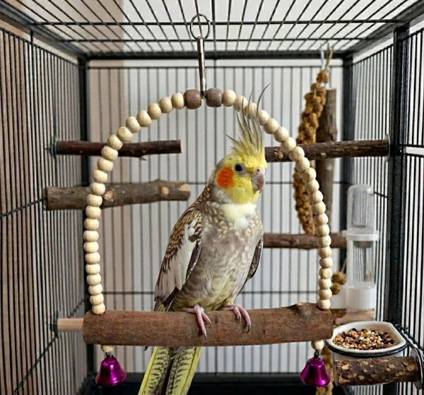 Natural Wooden Bird Swing Toy – Parrot Perch Stand for Cockatiel, Conure, Rosella & Quaker W 20, 25 HI