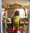Colorful Bird Swing Toy with Bells Width 15cm - Height 25cm