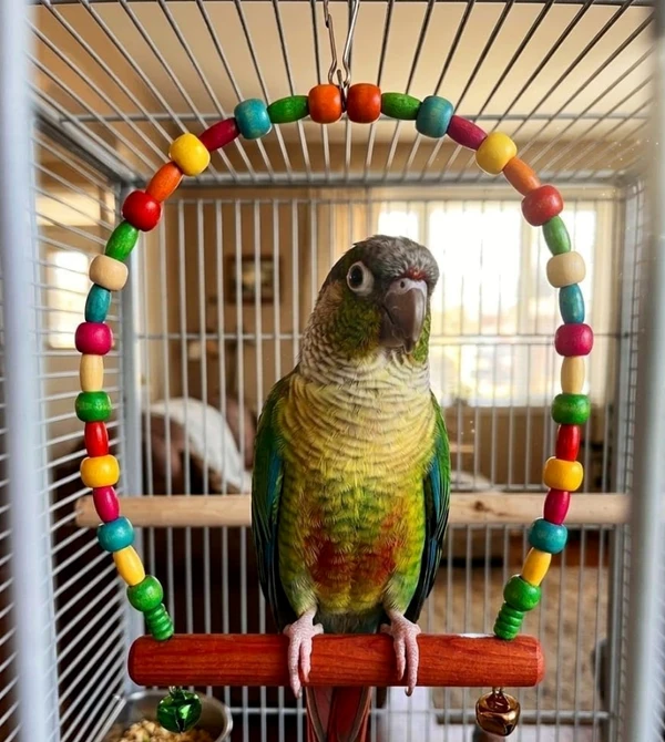 Colorful Bird Swing Toy with Bells Width 15cm - Height 25cm