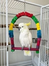 Colorful Wooden Chew Toy, Swing, Hanging Perch for African Grey, Amazon, Cockatoo, Senegal Parrot, Caique, Meyer's Parrot, Indian Ringneck & Eclectus Parrot (Width 30cm - Height 50cm)