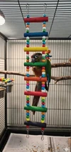 Bird Ladders Swing Chewing Toys Hanging Pet Bird Cage Accessories Hammock Swing Toy for Parakeets, Cockatiels, Lovebirds, Conures, Mini Macaws & Finches (8 Steps)