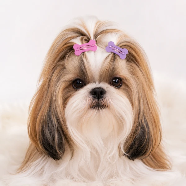Cute Pet Hair Clips – Bone-Shaped Grooming Accessories for Small Dogs & Cats (4 PCS-Random Colors)