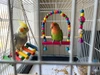3pcs Bird Toy Accessories (Bird Cage Swing, Swing with Chain, and Bamboo Toy) for Cockatiels, Budgies, Conures, Canary, Parrotlet, Zebra Finches and Lovebirds
