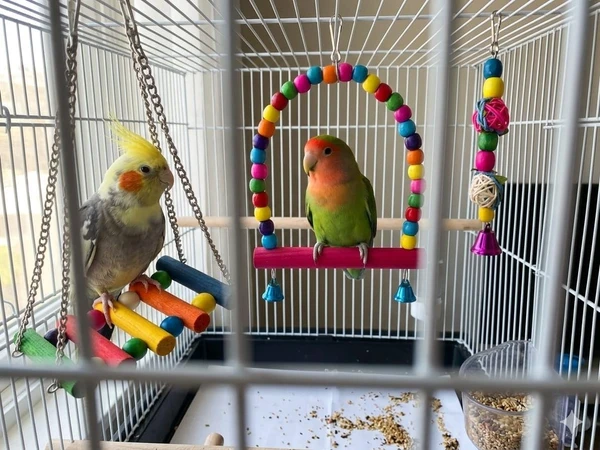 3pcs Bird Toy Accessories (Bird Cage Swing, Swing with Chain, and Bamboo Toy) for Cockatiels, Budgies, Conures, Canary, Parrotlet, Zebra Finches and Lovebirds