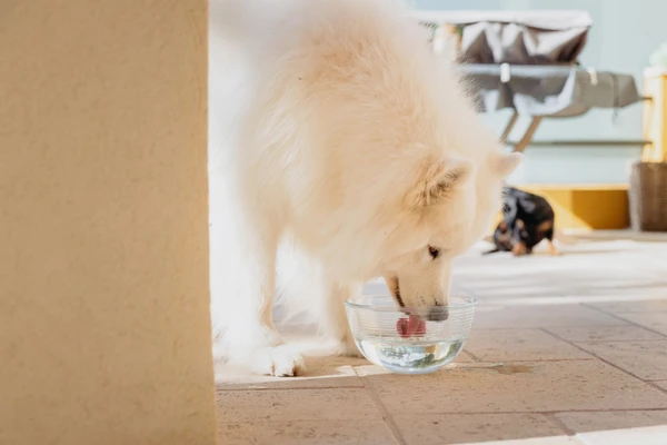 Virbac Vet Aquadent FR3SH™ – Water Additive for Dogs & Cats 250ml