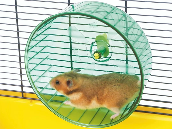 Savic Rolly Medium | Small Animal Exercise Wheel Recommended for Mice, Dwarf Hamsters and Hamsters