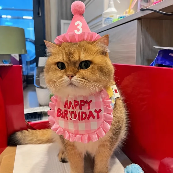 Pet Birthday Bib & Party Hat Set with Interchangeable Number Stickers – Adjustable Birthday Outfit for Small Dogs & Cats
