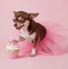 Mesh Pet Tutu Skirt for Dogs & Cats – Adjustable Princess Tulle Skirt Outfit