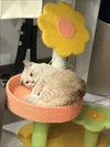 Sunflower Cat Tree with Velvet Bed, Scratching Post & Interactive Plush Ball Cat Toy