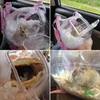 Stylish Transparent PS Hamster Carrier Bag with Adjustable Shoulder Strap – Durable Breathable Hangable Lightweight Outdoor Travel Bag for Small Pet