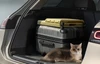 Foldable Portable PP Pet Carrier Trolley Travel Bag – Breathable Lightweight Comfortable Airline Approved for Cats & Small Dogs (Pink)