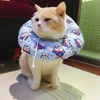 Fashion Adjustable Cotton Donut Pet Recovery Collar with Ribbon Drawstring Closure – Comfortable, Durable, Washable, Anti Licking After Surgery for Cats Small Dogs