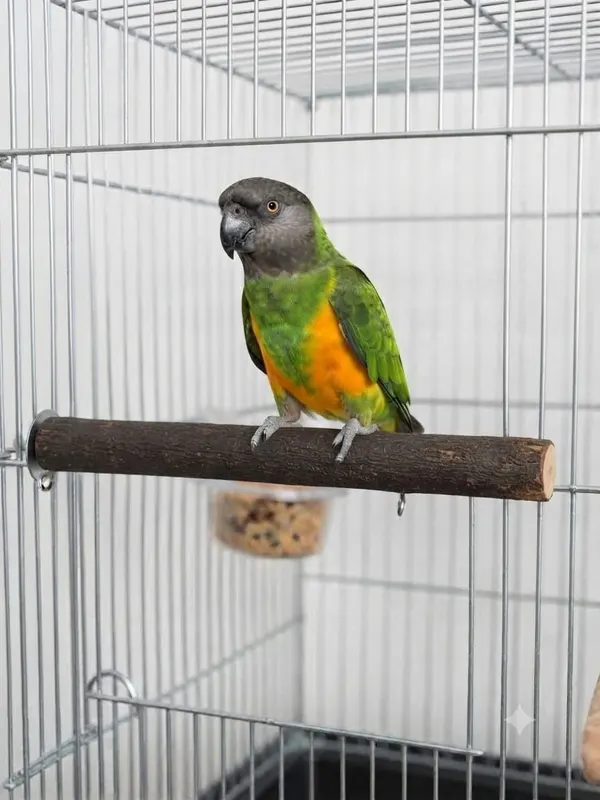 Bird Natural Wood Perch with one fixture 35cm long & 3cm diameter for African Grey Parrot